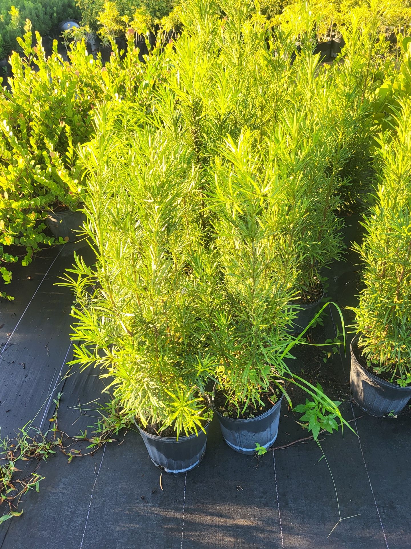 Podocarpus Privacy Plant 3g full size 