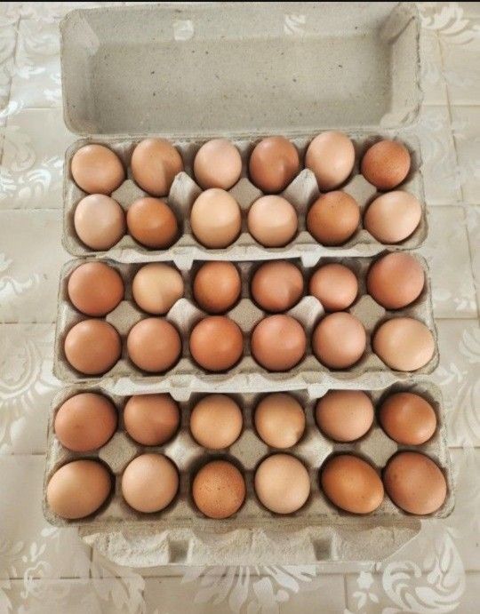 ORGANIC 🥚🥚 FRESH EGGS EGGS EGGS🥚FREE RANGE