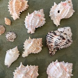 Seashells In Glass Container
