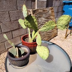 Nopales Nopal Cactus Plants w/Pots