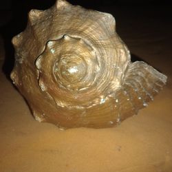 Sea Shell Extra Large