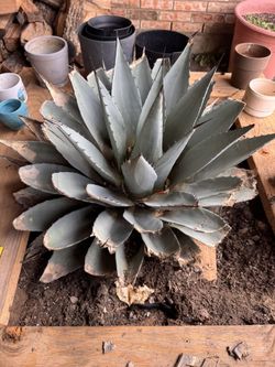 Rose Petal Agave