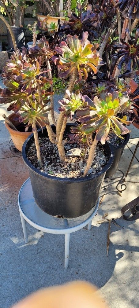 Aeonium Arboreum Varigated A Garden Of Green Purple Rose Extra Large Wide Pot