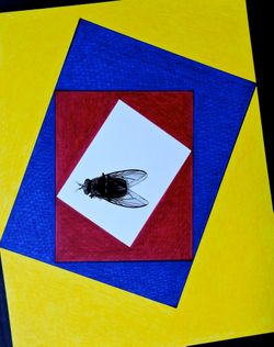 The Flying