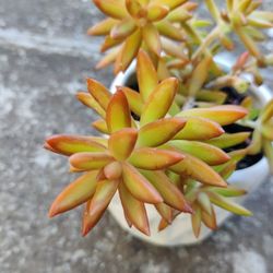 Beautiful Succulents In Ceramic Pots 
