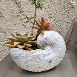 Shell Vase With Succulents 