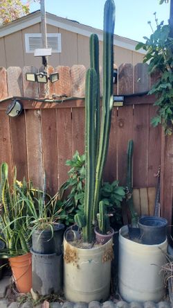San Pedro cactus