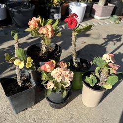 Plantas