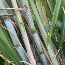Cane Stalks