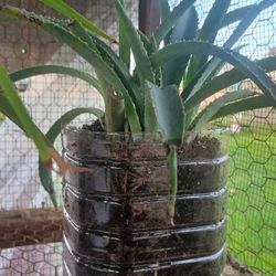 🌱 Lush Aloe Vera – Low-Maintenance, Fast Growing
