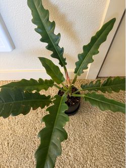 Philodendron jungle boogie plant in ceramic pot