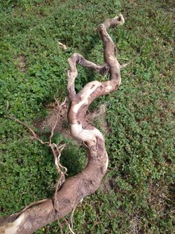 Natural Driftwood for aquariums terrariums decor