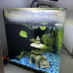 Fish Tank With A Cory Catfish