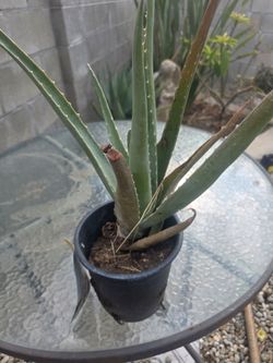 Alovera