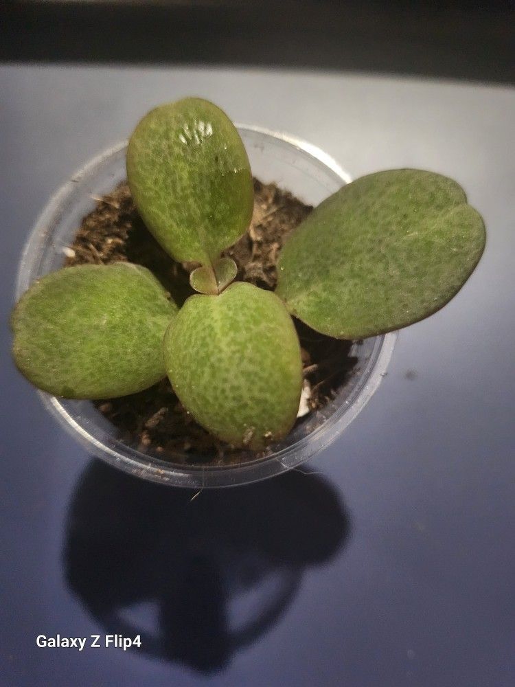 Crassula Multicava.