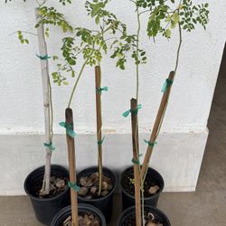 Moringa Trees 2 1/2 The Tall $30 Each Price Firm 