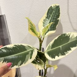 Ficus Tineke In Ceramic Pot 
