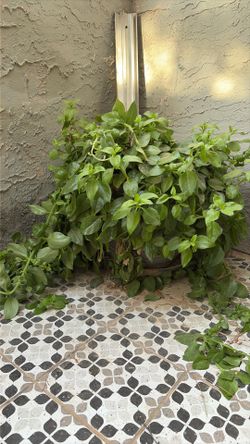 Baby Sun Rise Plant
