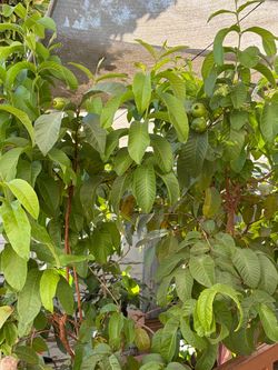 Guayaba Trees