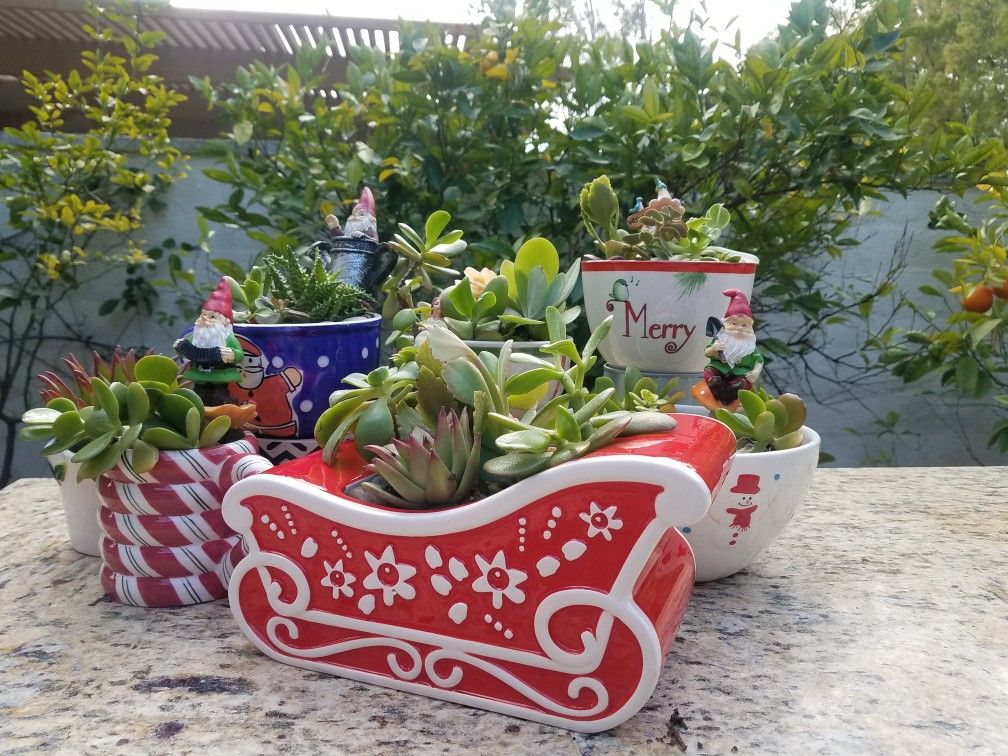 Fairy Gardens & Succulents