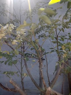 Moringa tree