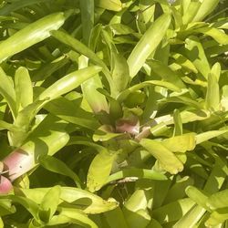 10 Bromeliad Plants For $10