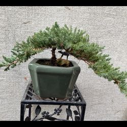 Bonsai Plants For Sale $65 Each