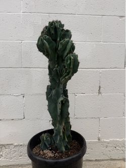 Blue Peruvian Montrose Cactus