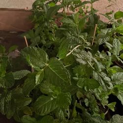 Yerba Buena Mint  