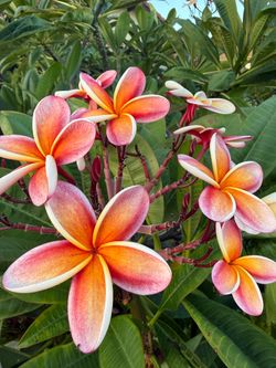 Plumeria Nebles Rainbow