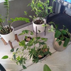 5 Different Plants 