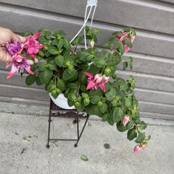 8” Bella Rosella Fucshia Plant