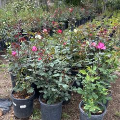 Roses