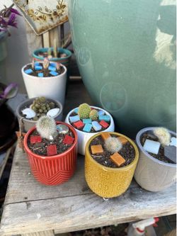 Small potted cactus - $3 each