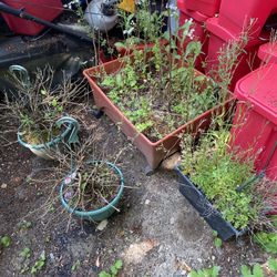 🪴 Planter Pot Bundle - 5 Total — $15 Bundle of five assorted outdoor planters. All in good condition and ready for reuse. Some still contain soil and