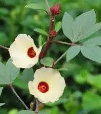 Jamaica Sorrel Hibiscus - Great For Tea