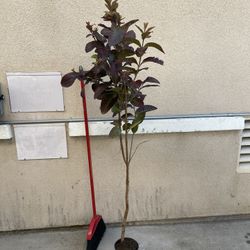 Healthy Thai Guava Fruit Tree Plant 