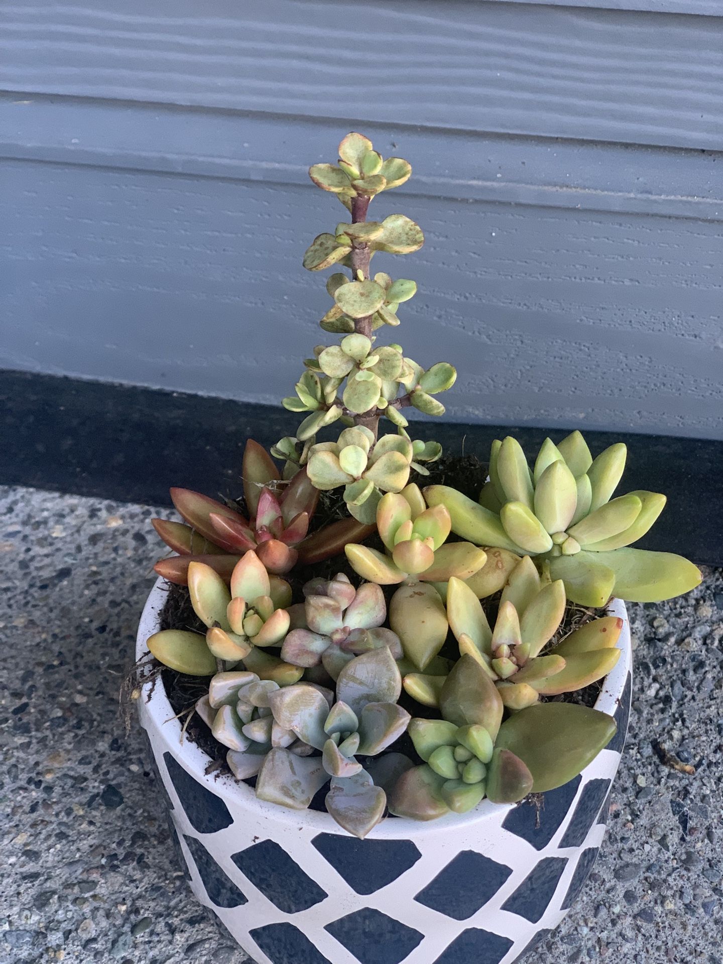 Indoor live succulent arrangement