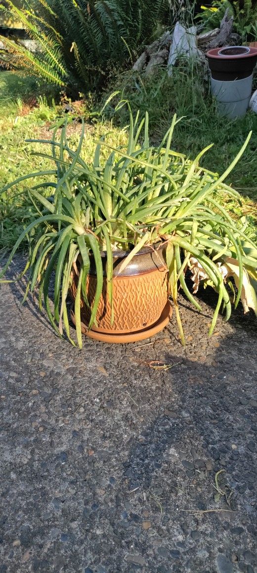 Plant