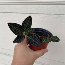 Beautiful Plant