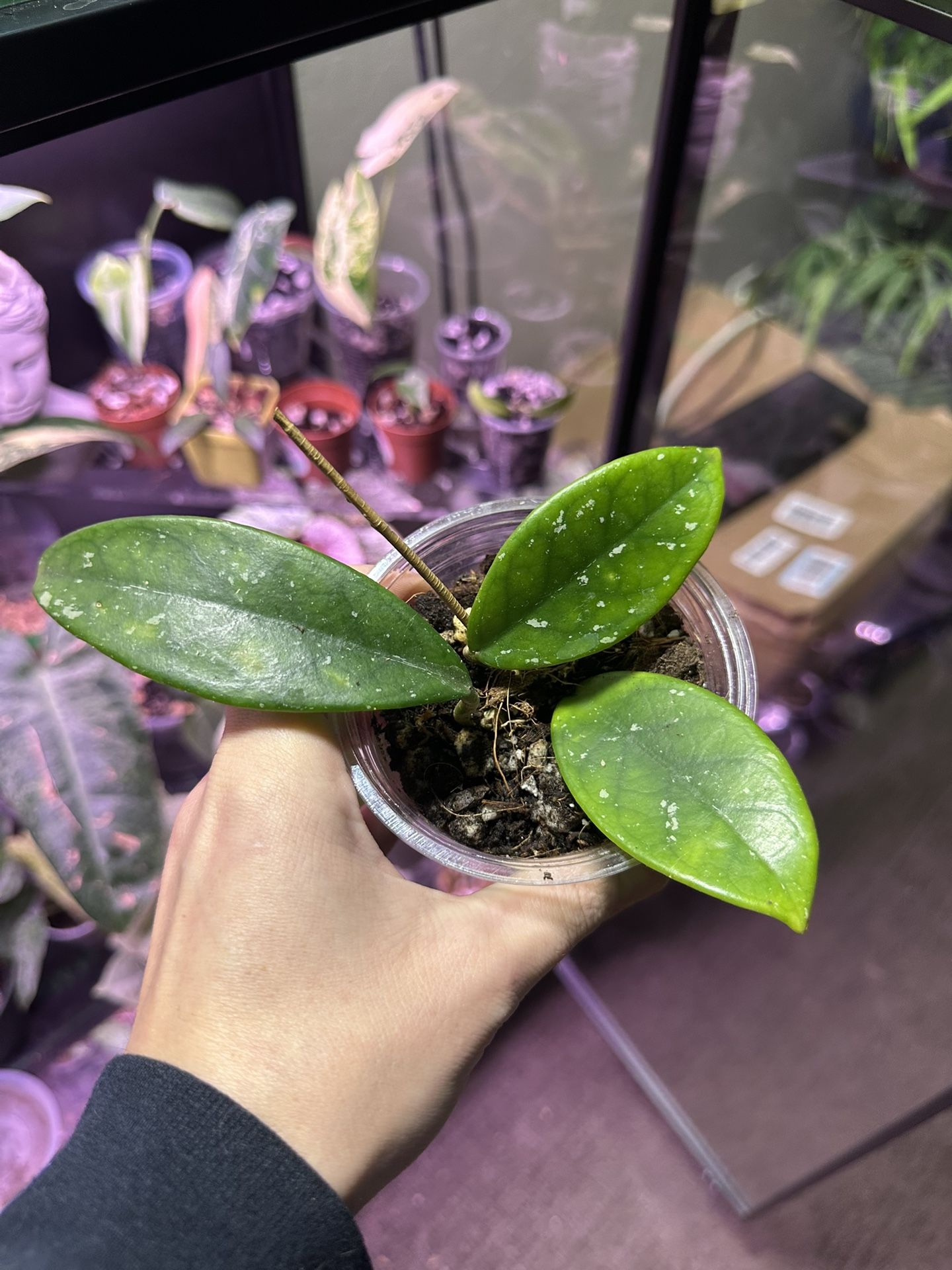 Hoya Carnosa x NOiD
