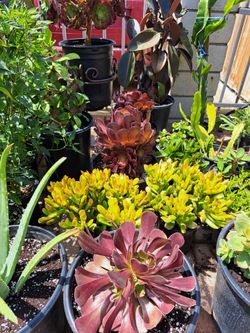 Plantas