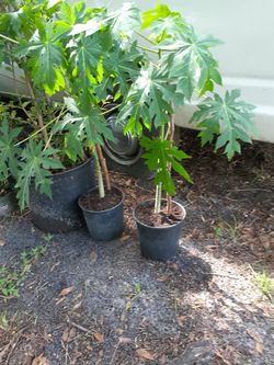 Planta de Papaya