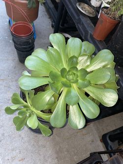 Aeonium Plant