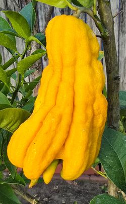 Buddha's hand citron fruit,
Fingered citron,
佛手柑