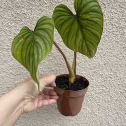 Philodendron Plowmanii Plant 
