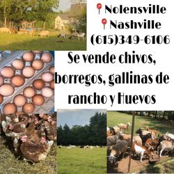 Chivas
