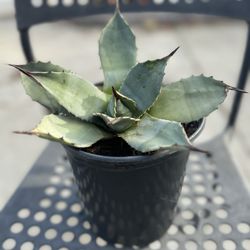 Agave Titanota 'White Ice' - Collector's Succulent