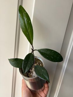 Hoya Publicalyx silver splash