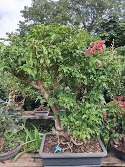 Beautiful Bougainvillea Bonsai $450